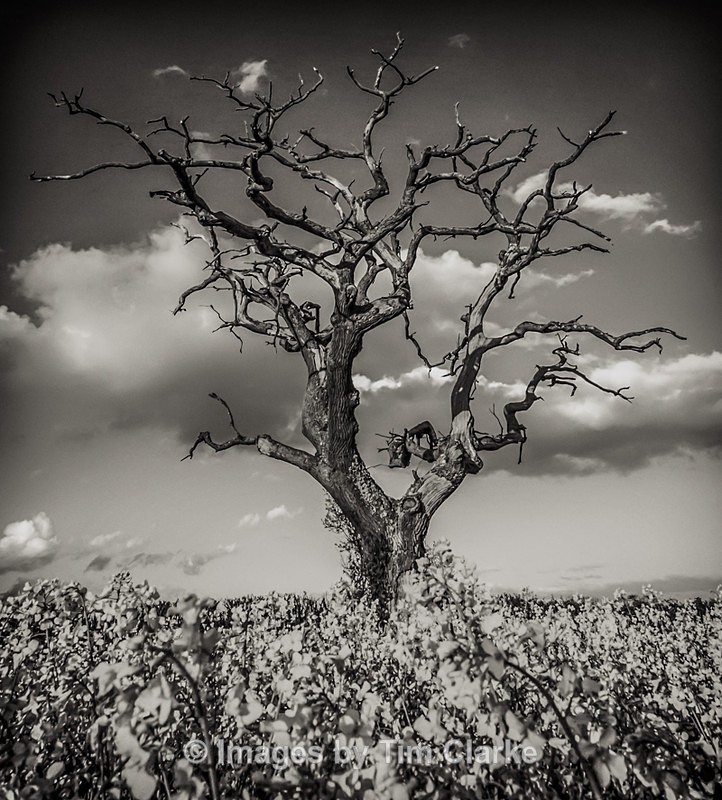 Lone Tree Whipley Manor Farm 10932 - Landscapes
