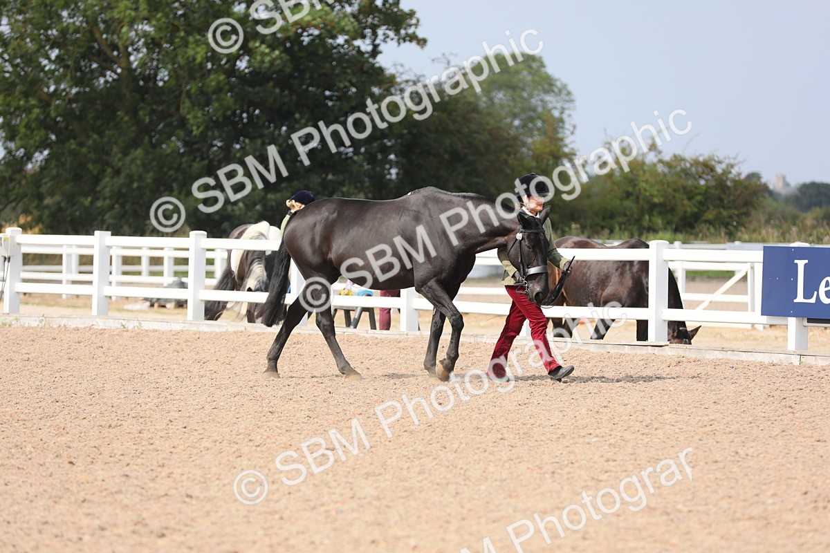 SBM_15648 - Class 312 IH Competition Horse/Pony