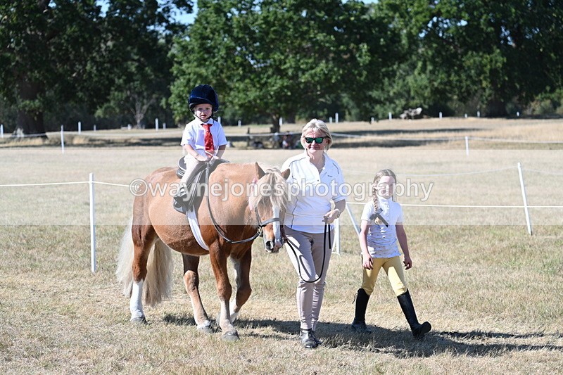 WJ7_1748 - Class 42 Most Handsome Gelding
