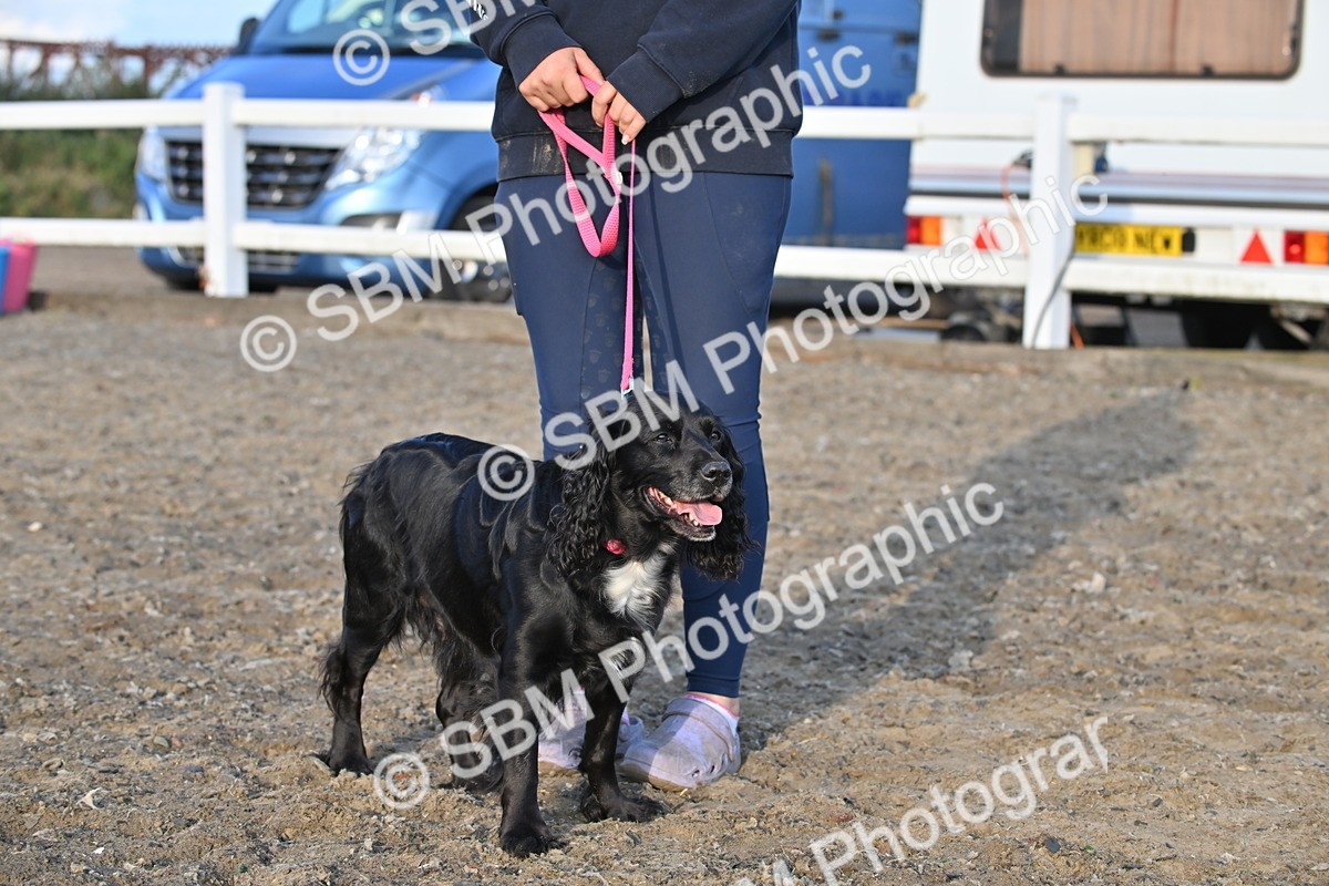 SBM_09490 - Lorry Dogs