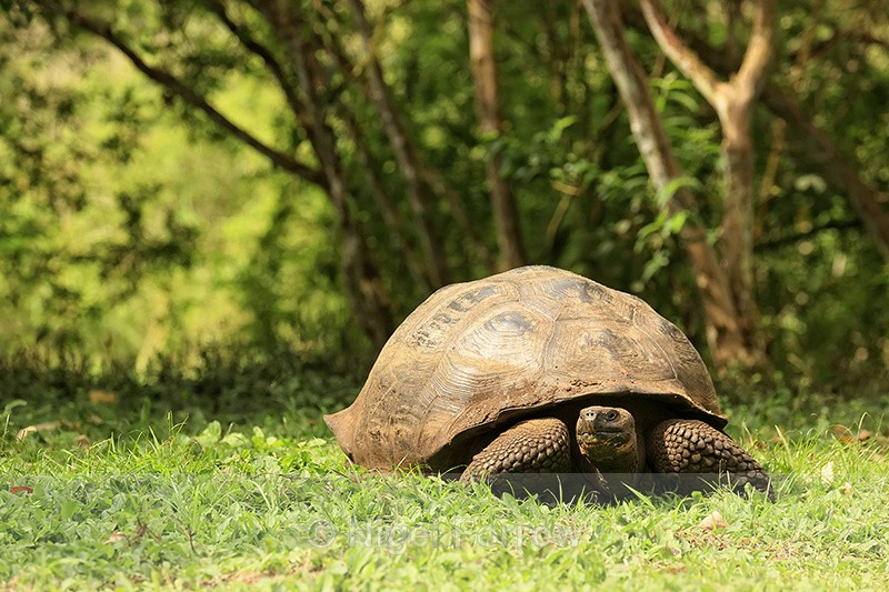 Galapagos Giant Tortoise, El Chato Ranch, Santa Cruz, Galapagos - REPTILES & AMPHIBIANS
