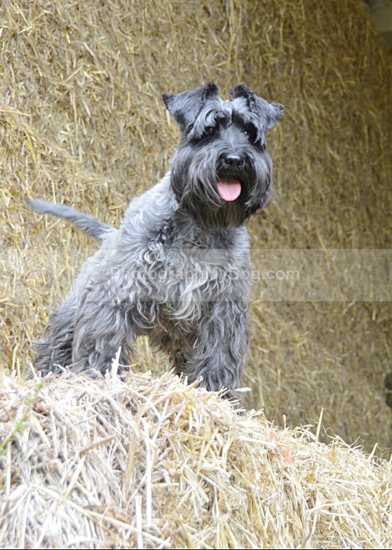  - Schnauzers