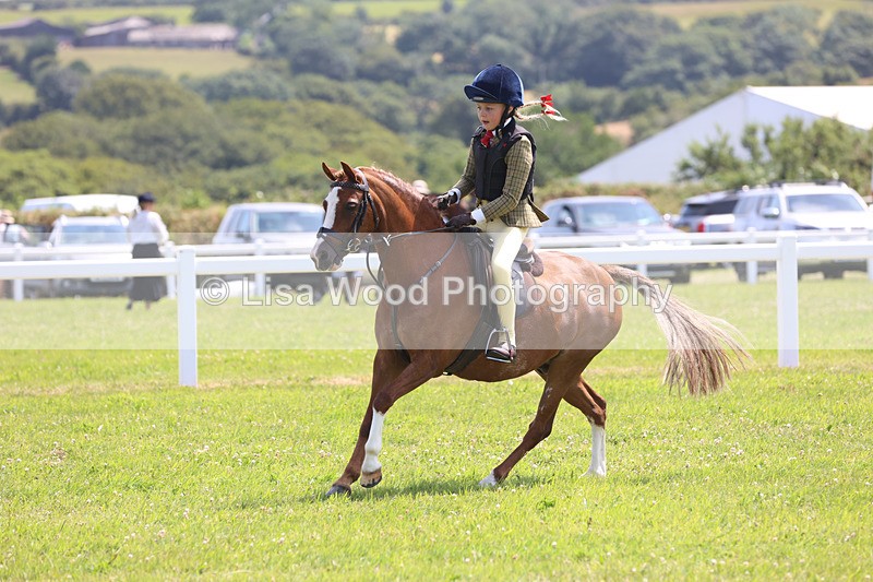 JPP_2506 - Class 21: Working Hunter 60cm