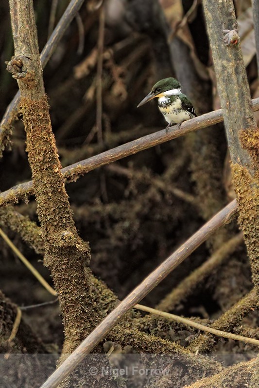 Green Kingfisher (female), Rio Esquinas, Costa Rica - Green Kingfisher