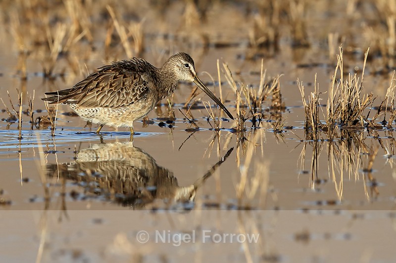 Long-billed Dowitcher, Bosque del Apache, New Mexico - Long-billed Dowitcher
