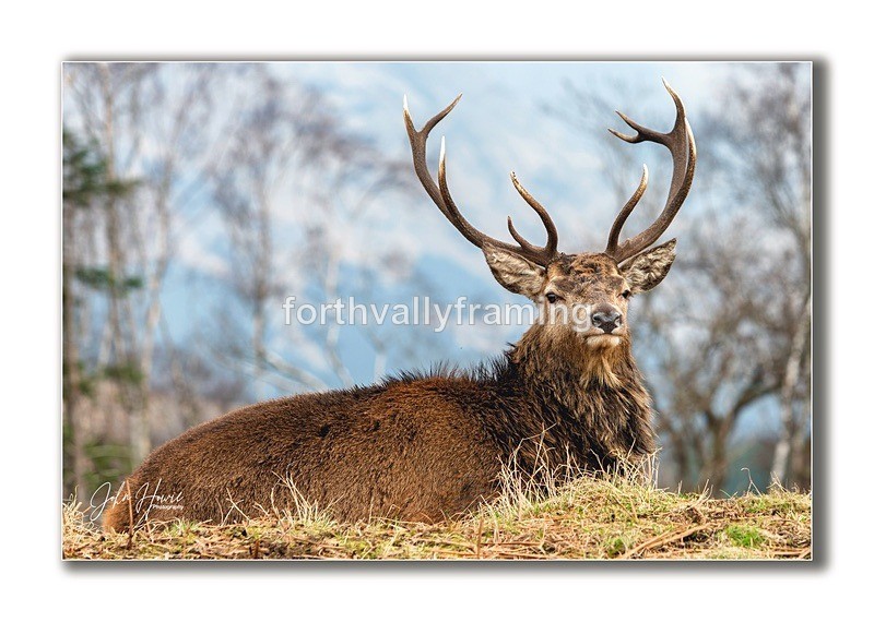  - Scottish Stags- picture