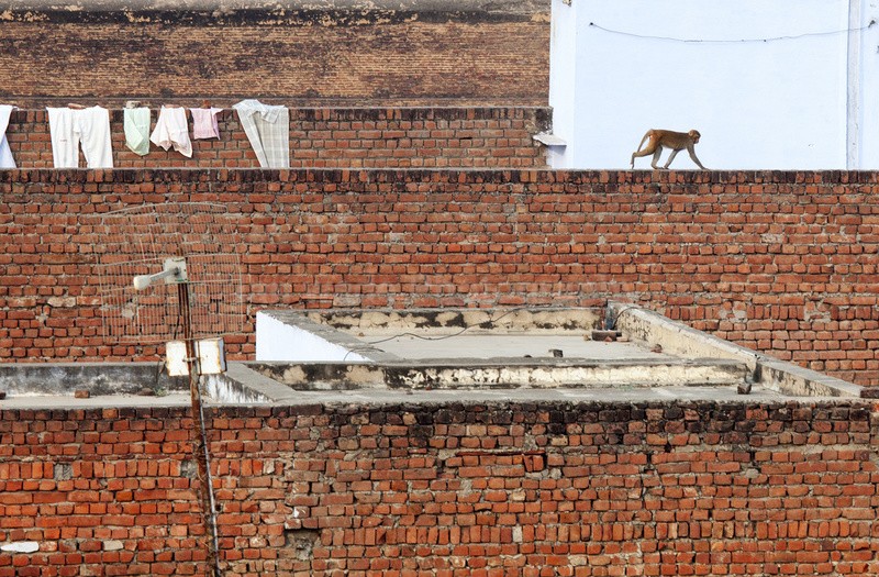 Rhesus Macaque Agra india _0012 - UK and International Urban Wildlife