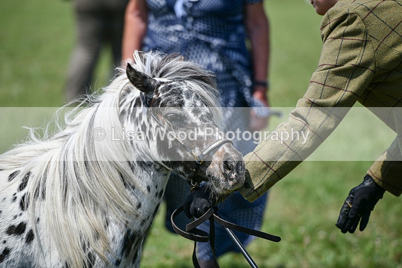 DSC_7204 - Class 61: Miniature Horse 4yrs & over