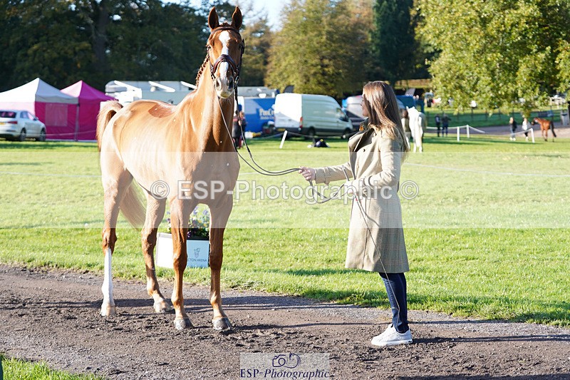 241026-101756-11756 - 010-Julia.Norman-SCOTCH.ON.THE.ROCK'Z