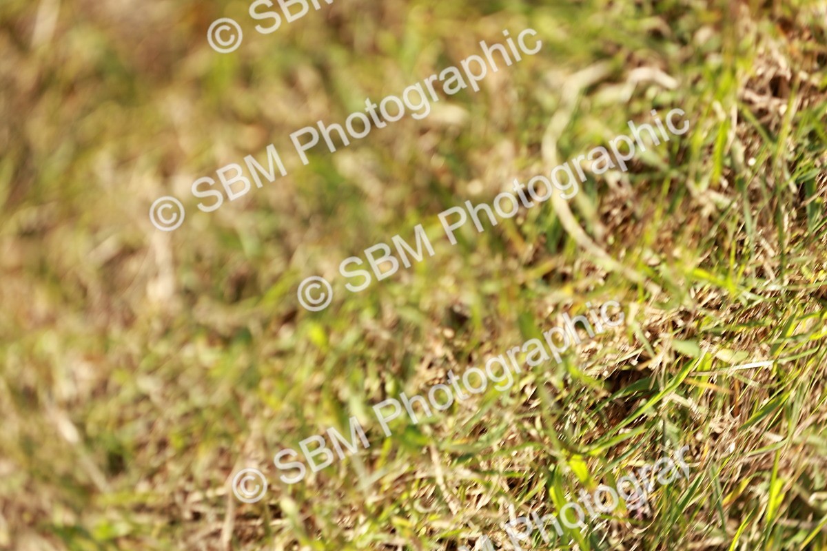 SBM_01862 - Class 14-23 - Mountain & Moorland In Hand Non Welsh