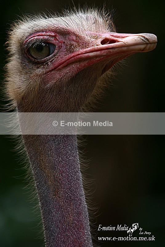 Nong Nooch 202a - Nature