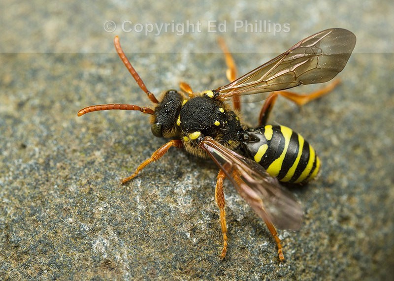 Nomada goodeniana (f)