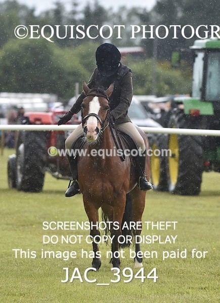 JAC_3944 - 55cm WORKING HUNTER