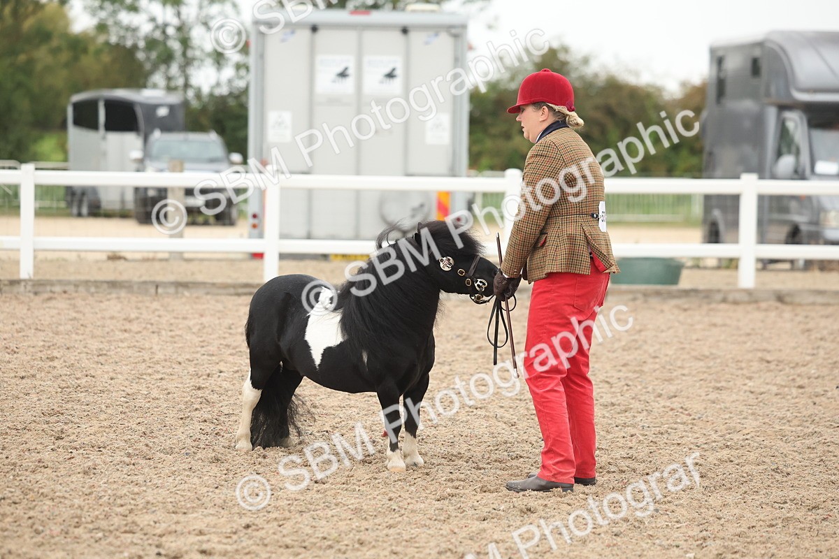 SBM_19417 - Class 317 - IH Pure Bred Horse-Pony