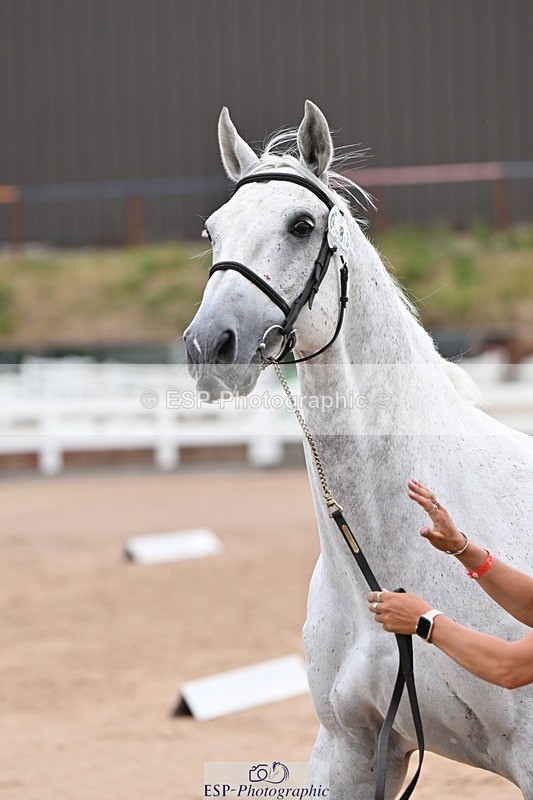 250716-141202-00970 - Trot Up 1.30 to 2.30