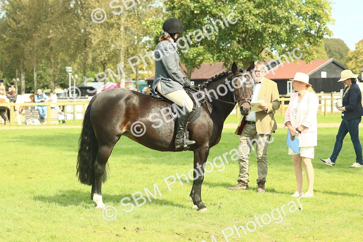 SBM_66638 - S34 - Rehabilitated Rescue Horse & Pony In Hand & Ridden