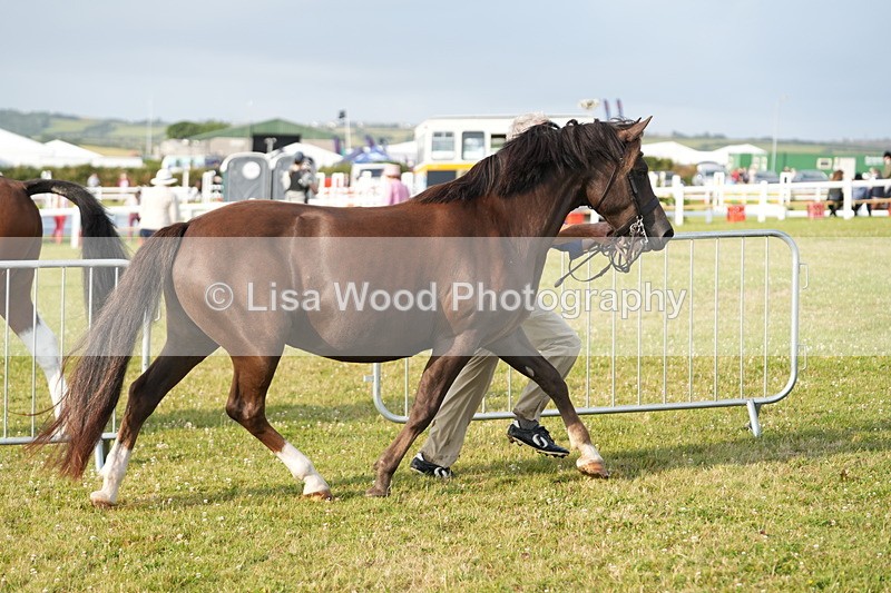 DSC04401 - Classes 44 & 45: NPS M&M Brood Mare and Foal