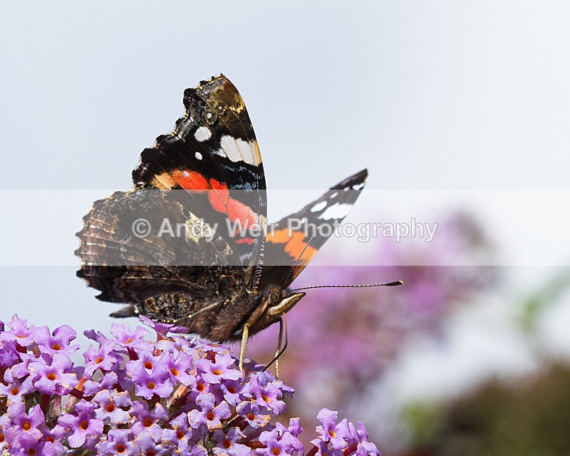 20130914-_MG_5519 - Butterflies & Moths