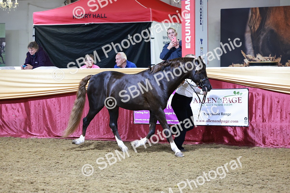 SBM_21053 - Class P - M&M Champs