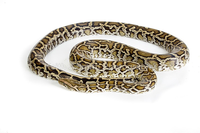 1KJS0162 - Roaming Reptile Show