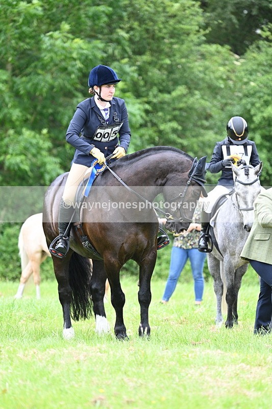 WJ7_4234 - Class 14A Handsome Gelding