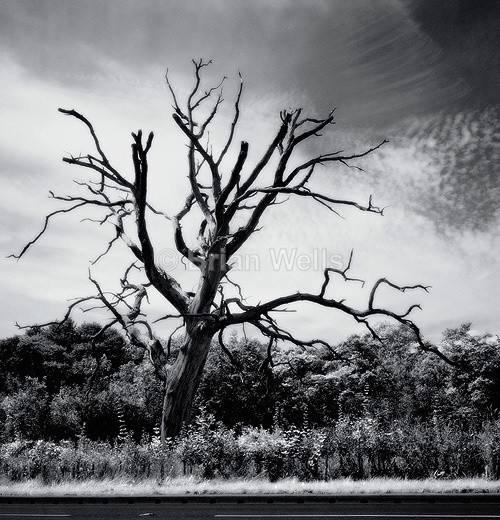 Petrified Tree nr Smallburgh - The Black & White Gallery