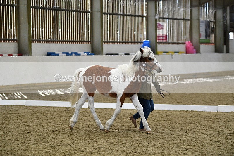 WJ5_4952 - Class 7 In hand coloured / odd coloured