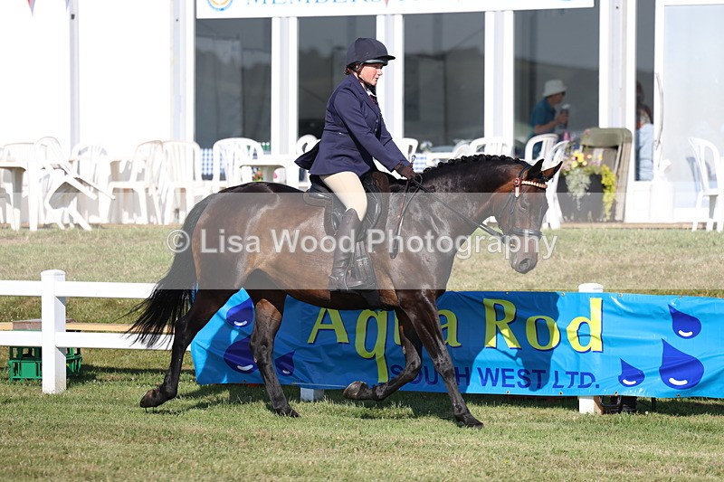 3E7A5477 - Class 2: Rising Star Large Hack/Riding Horse