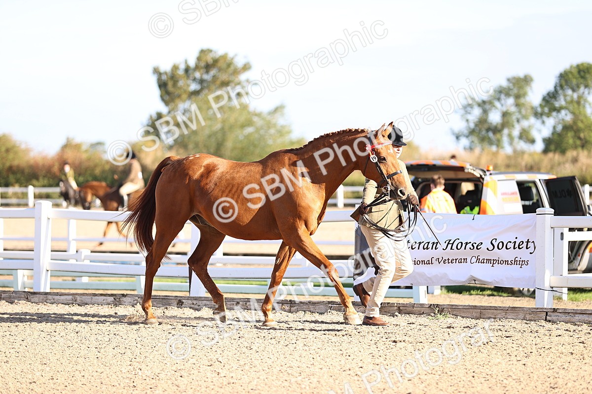 SBM_08322 - Class 401 - IH Veteran Horse
