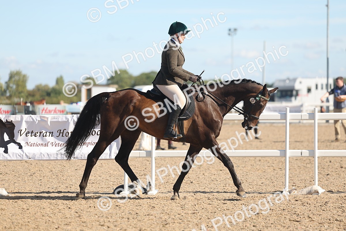 SBM_12986 - Class 305 - Ridden Foreign Breed Pure Bred