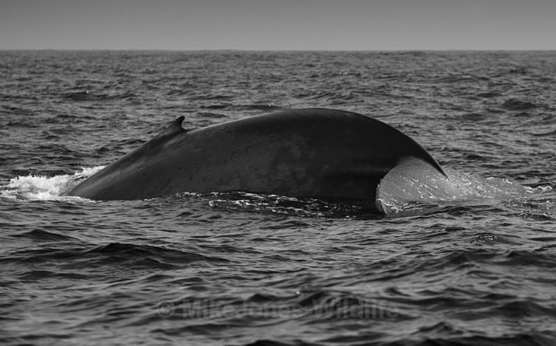 Blue Whale Fluke, Pico Island, Azores - WHALES & DOLPHINS ( PICO, AZORES MAY 2013 & 2014 )