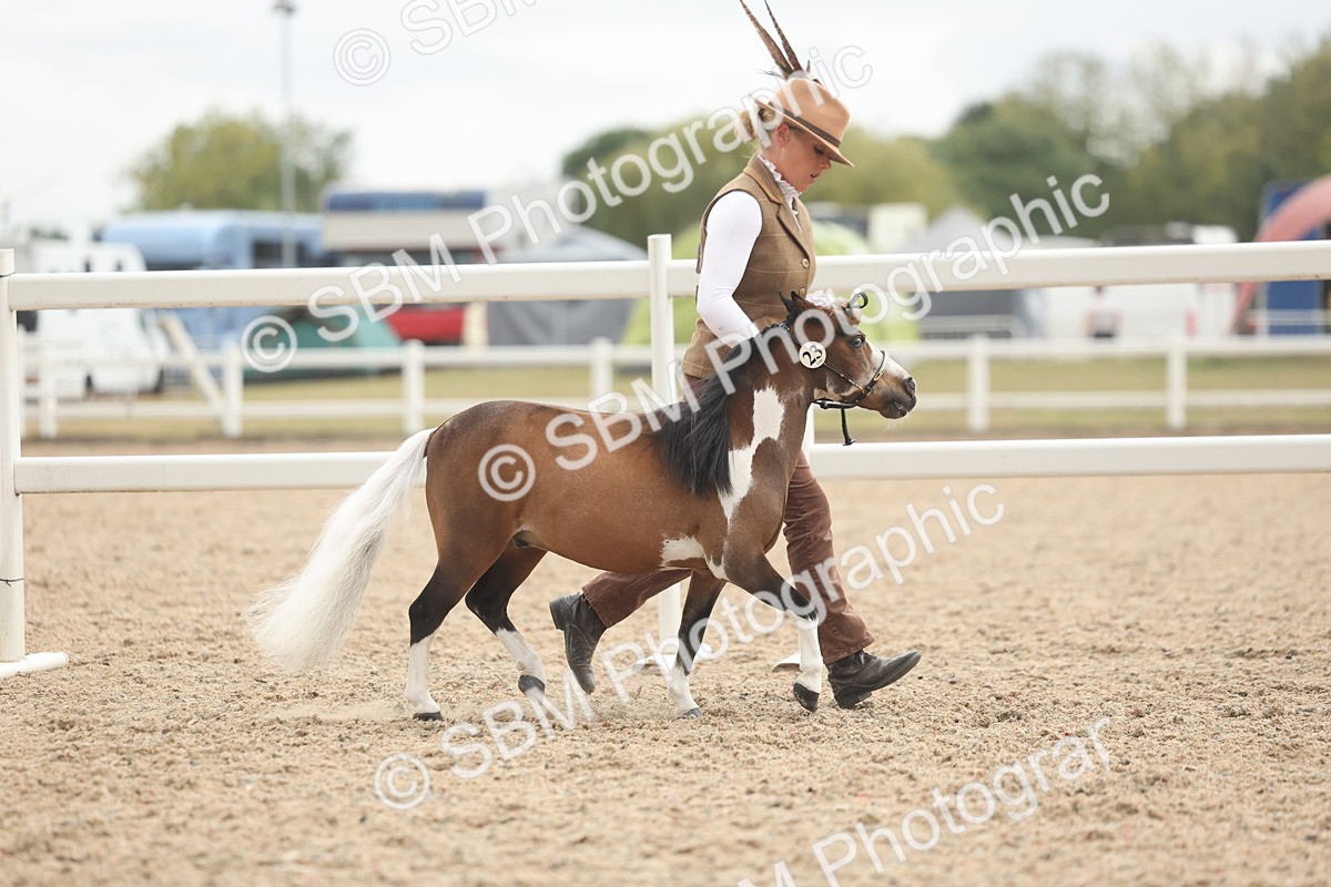 SBM_19236 - Class 317 - IH Pure Bred Horse-Pony