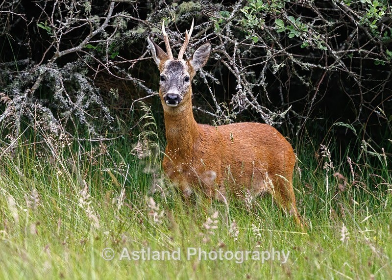 Astland Photography, Bird and Wildlife Images, Susan and Peter Wilson, U.K.