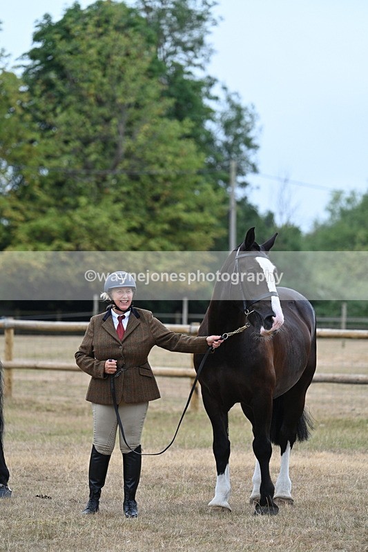 WJ7_9751 - Class 5a Most Handsome Gelding (above 14.2hh)