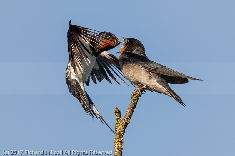 Swallow (Hirundo rustica) feeding juvenile - Swallow (Hirundo rustica)