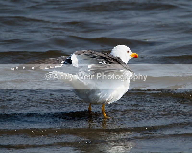 20110430-IMG_5201 - Lesser Black Backed Gull