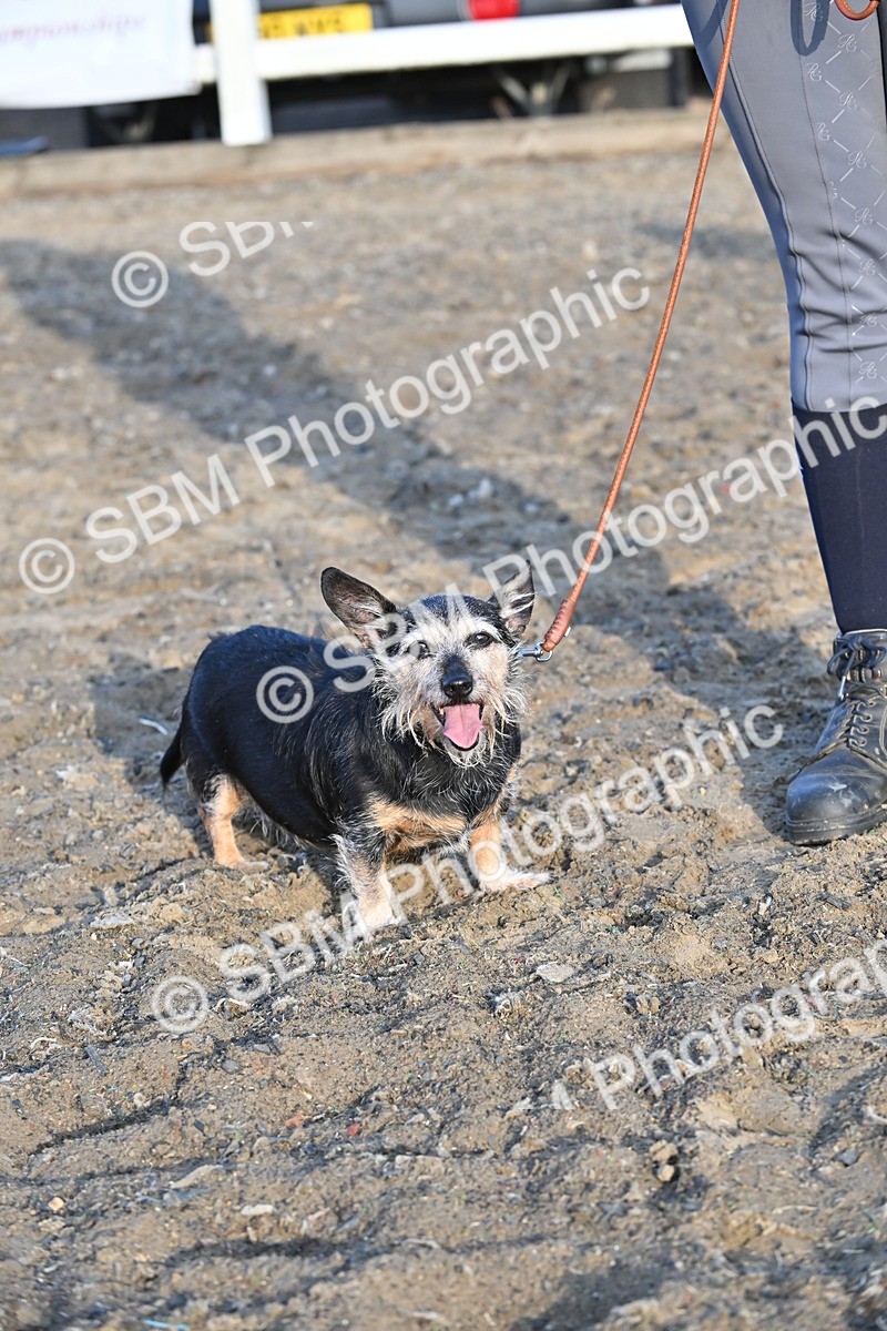 SBM_09484 - Lorry Dogs
