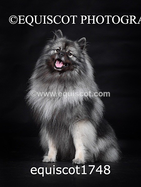 equiscot1748 - HONEY & SHADOW