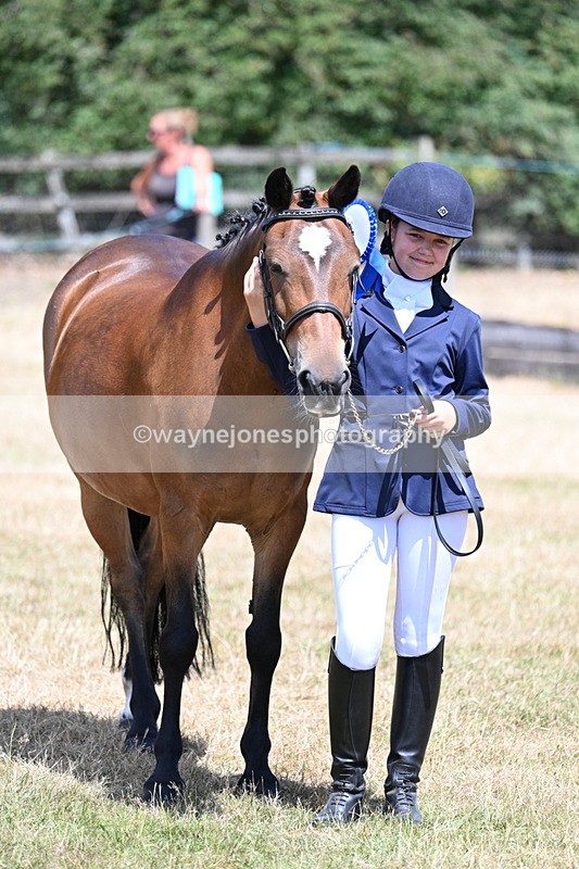 WJ7_2253 - Class 5 Most Handsome Gelding (up to 14.2hh) in hand