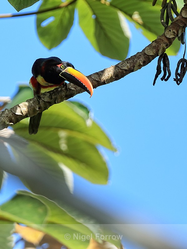 Fiery-billed Aracari, Osa Peninsula, Costa Rica - Fiery-billed Aracari