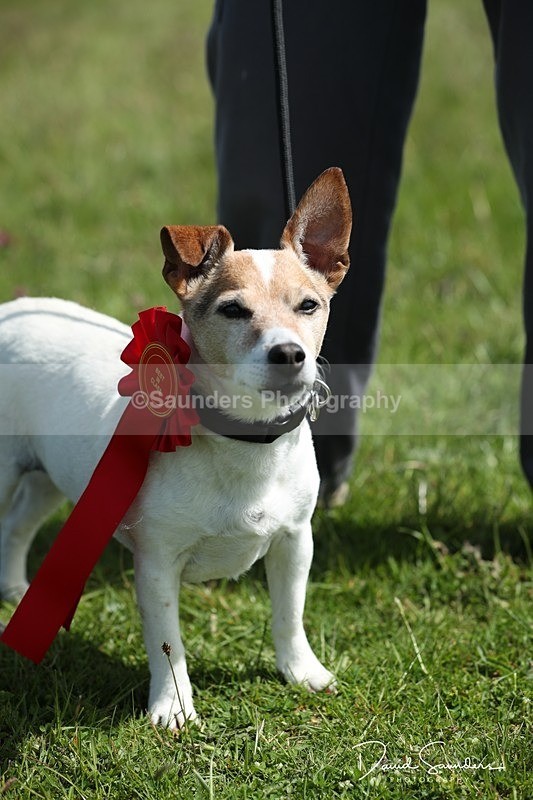 SPXX0597 - Dog show