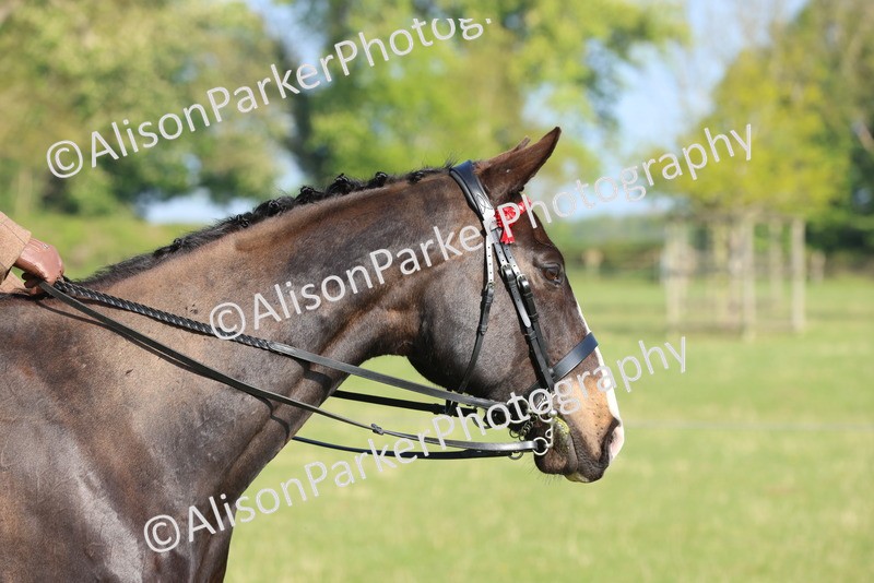 20250427-0483 - Class 17 - Novice Showing