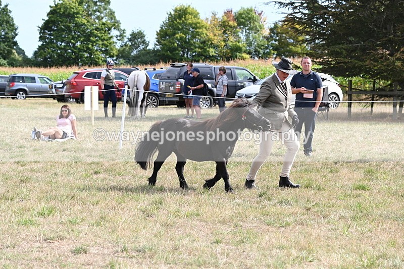 WJ6_7029 - Class 21 Shetland & Mini Horses
