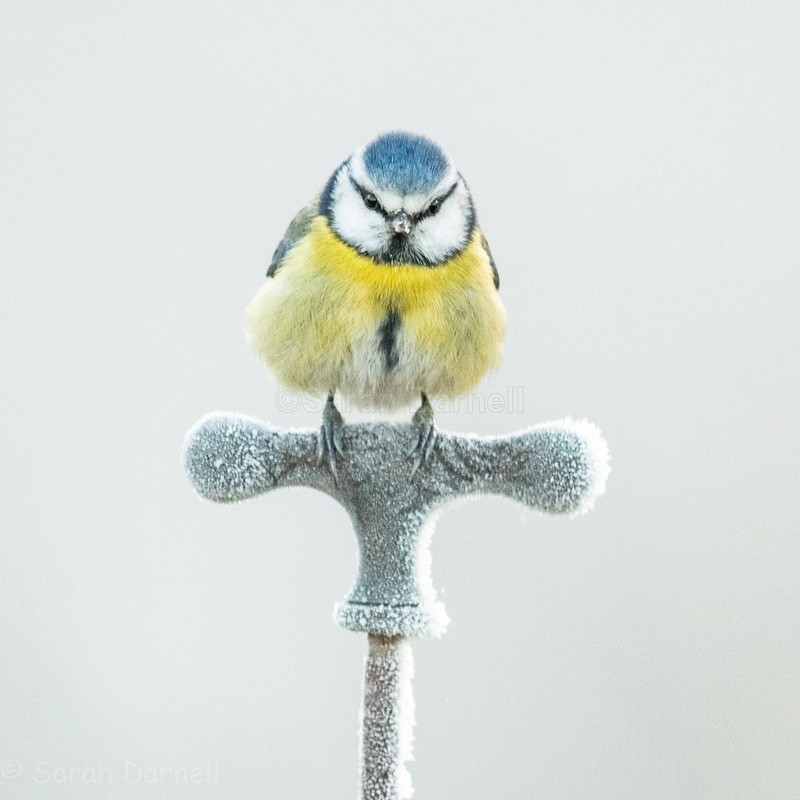 Cold Tap SD2579 - Greeting Cards