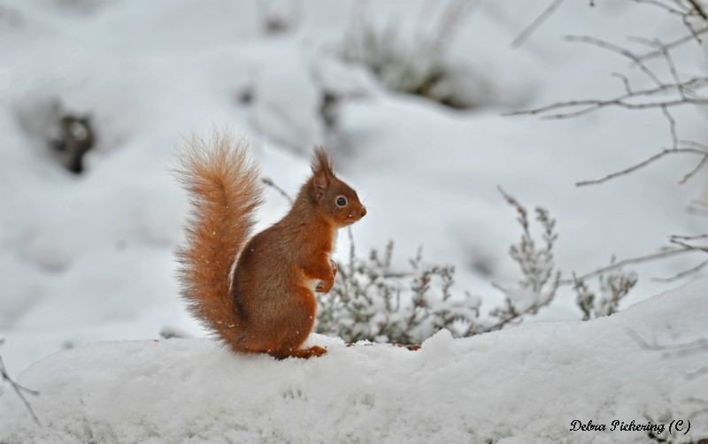 Red Squirrel - Wildlife