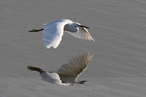  - Birds of Britain and Europe