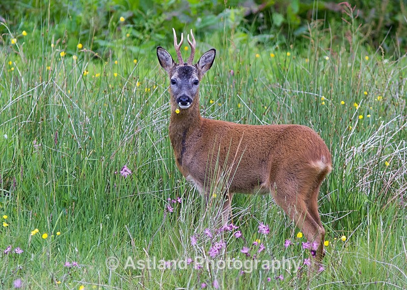 Astland Photography, Bird and Wildlife Images, Susan and Peter Wilson, U.K.
