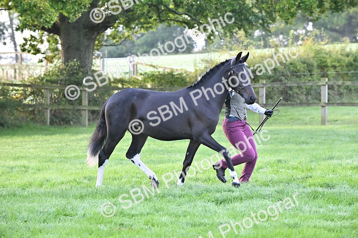 SBM_54598 - S44 - Youngstock In Hand