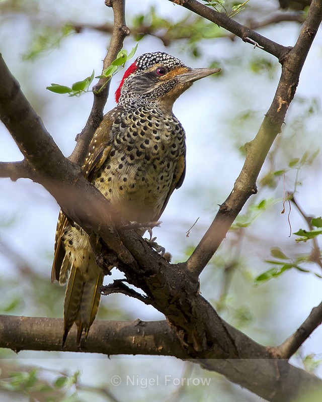 Nubian Woodpecker perched in a tree - Nubian Woodpecker