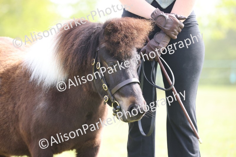 20260426-3162 - Class 26 - Shetland Ponies and Minitures